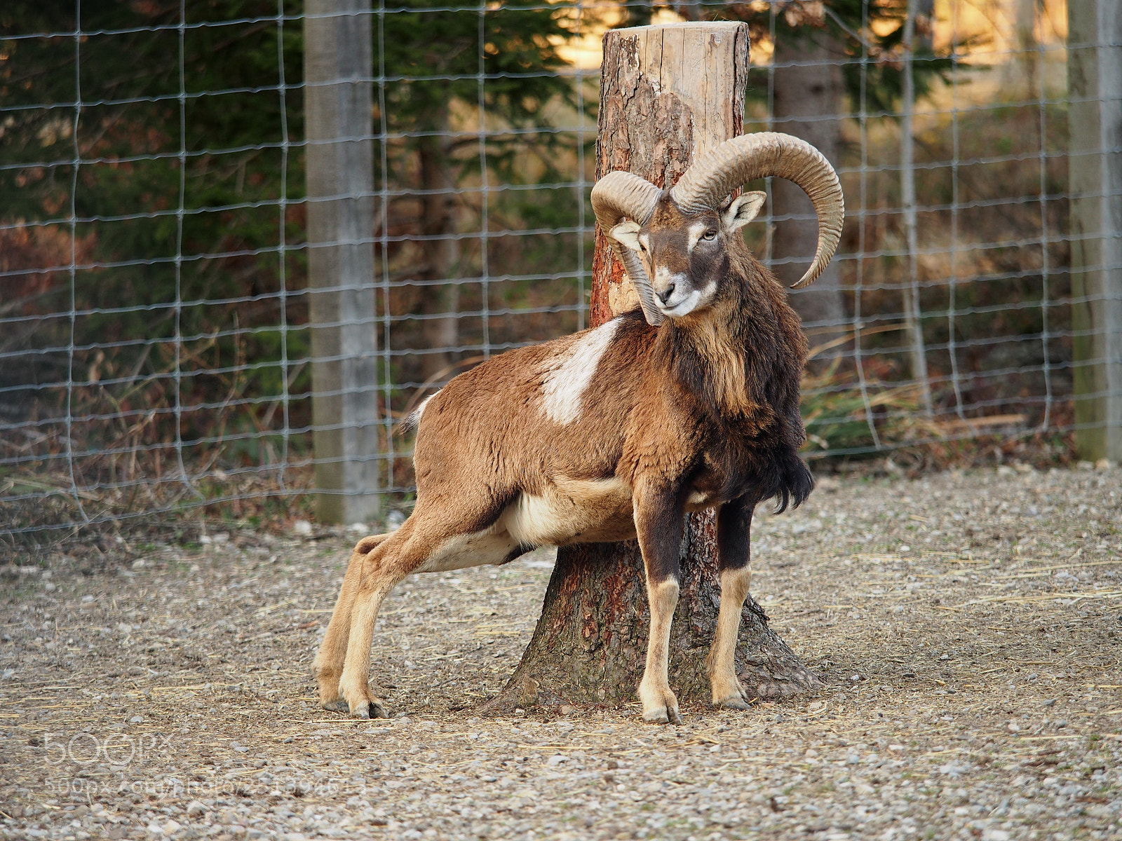 Olympus OM-D E-M5 sample photo. Scratching that itch photography