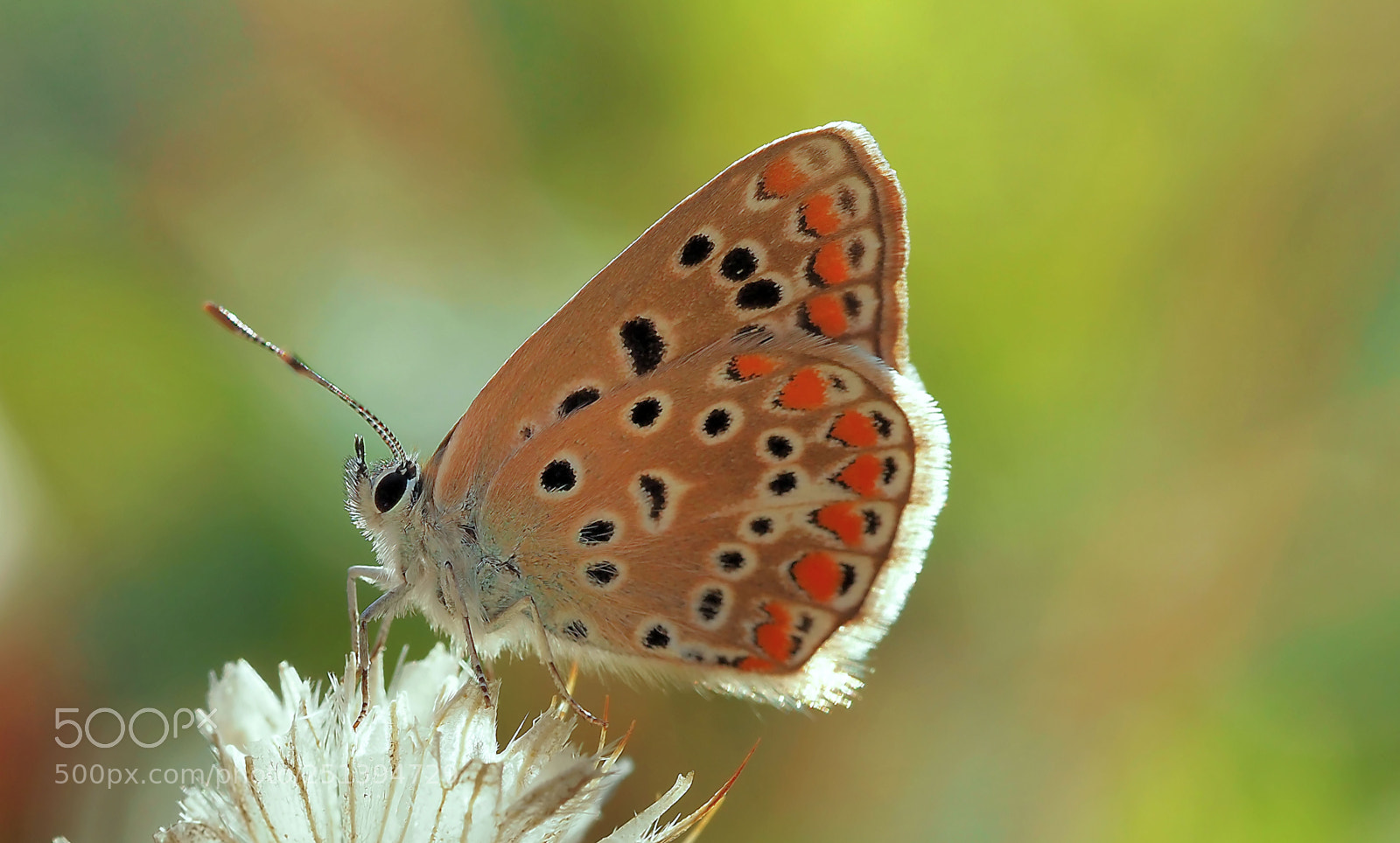 Olympus OM-D E-M5 sample photo. Butterfly of light... photography