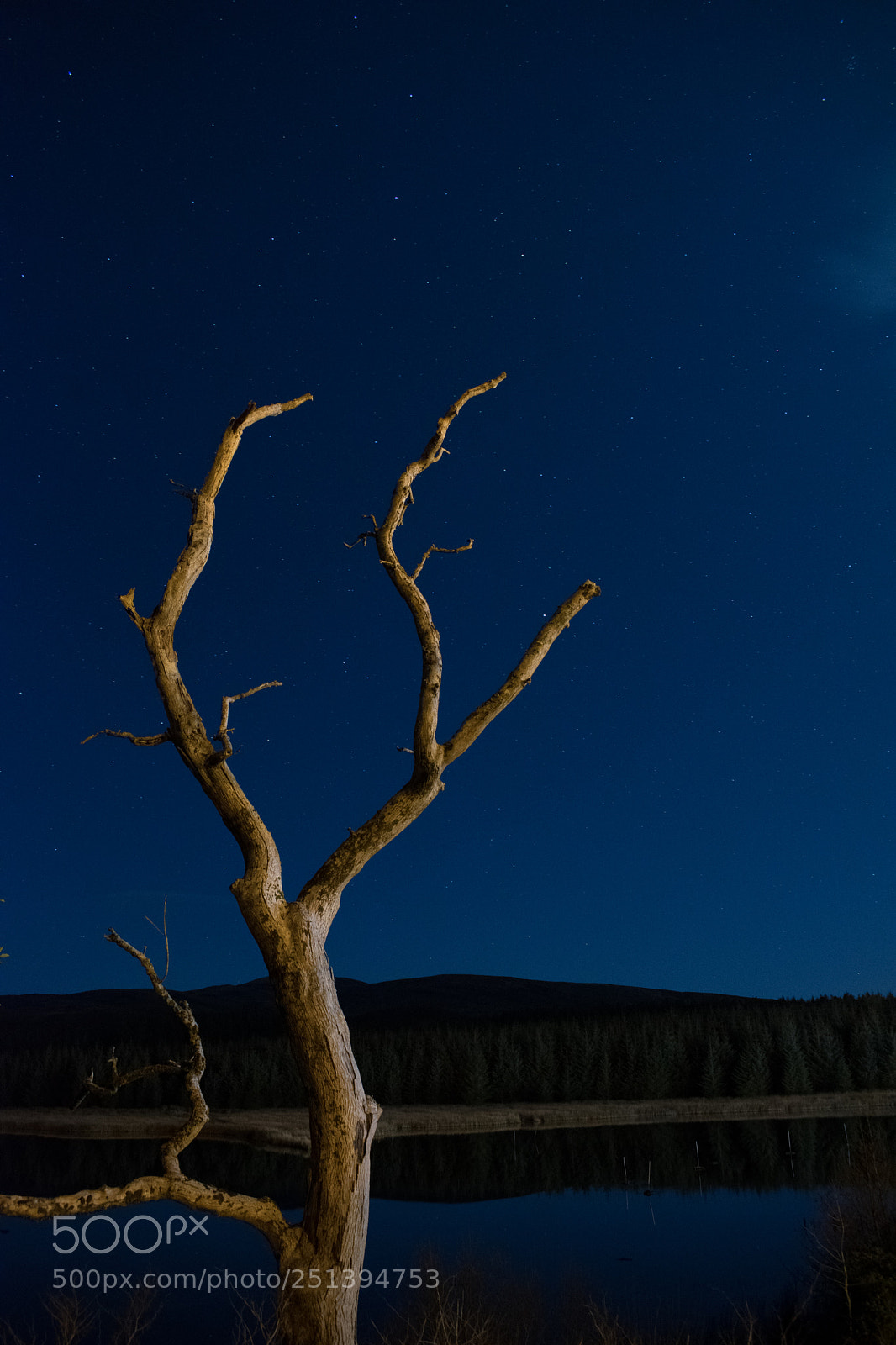 Nikon D5300 sample photo. Treeshapes iii photography