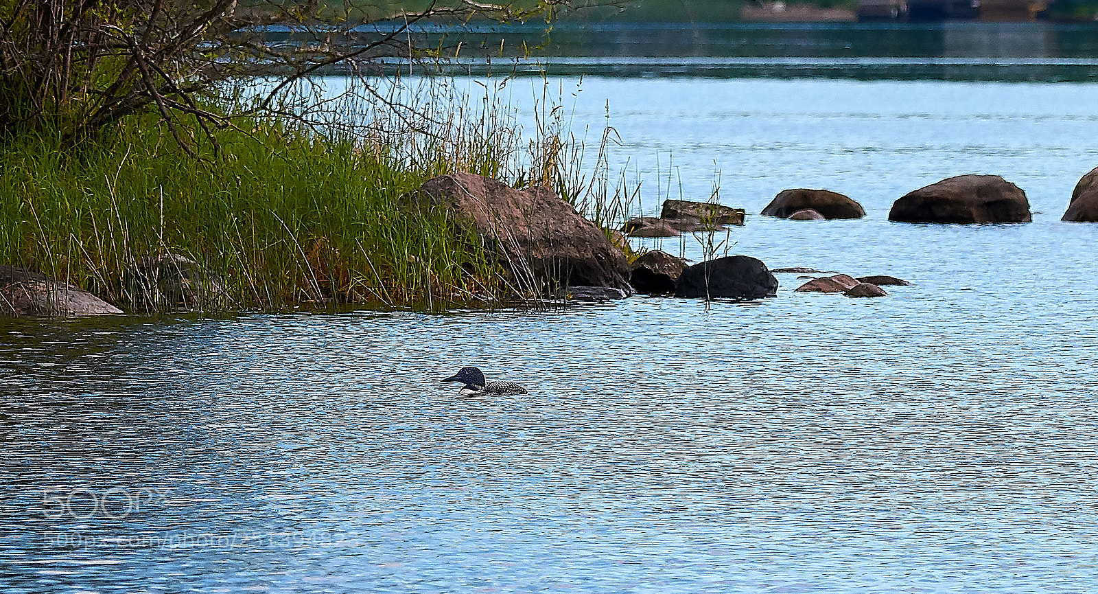 Nikon D3300 sample photo. Common loon looking for photography