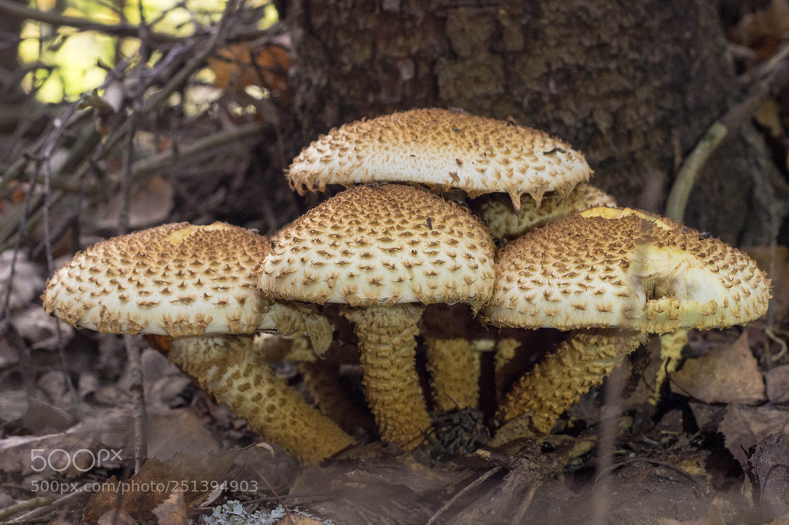 Canon EOS 600D (Rebel EOS T3i / EOS Kiss X5) sample photo. Pholiota aurivella photography