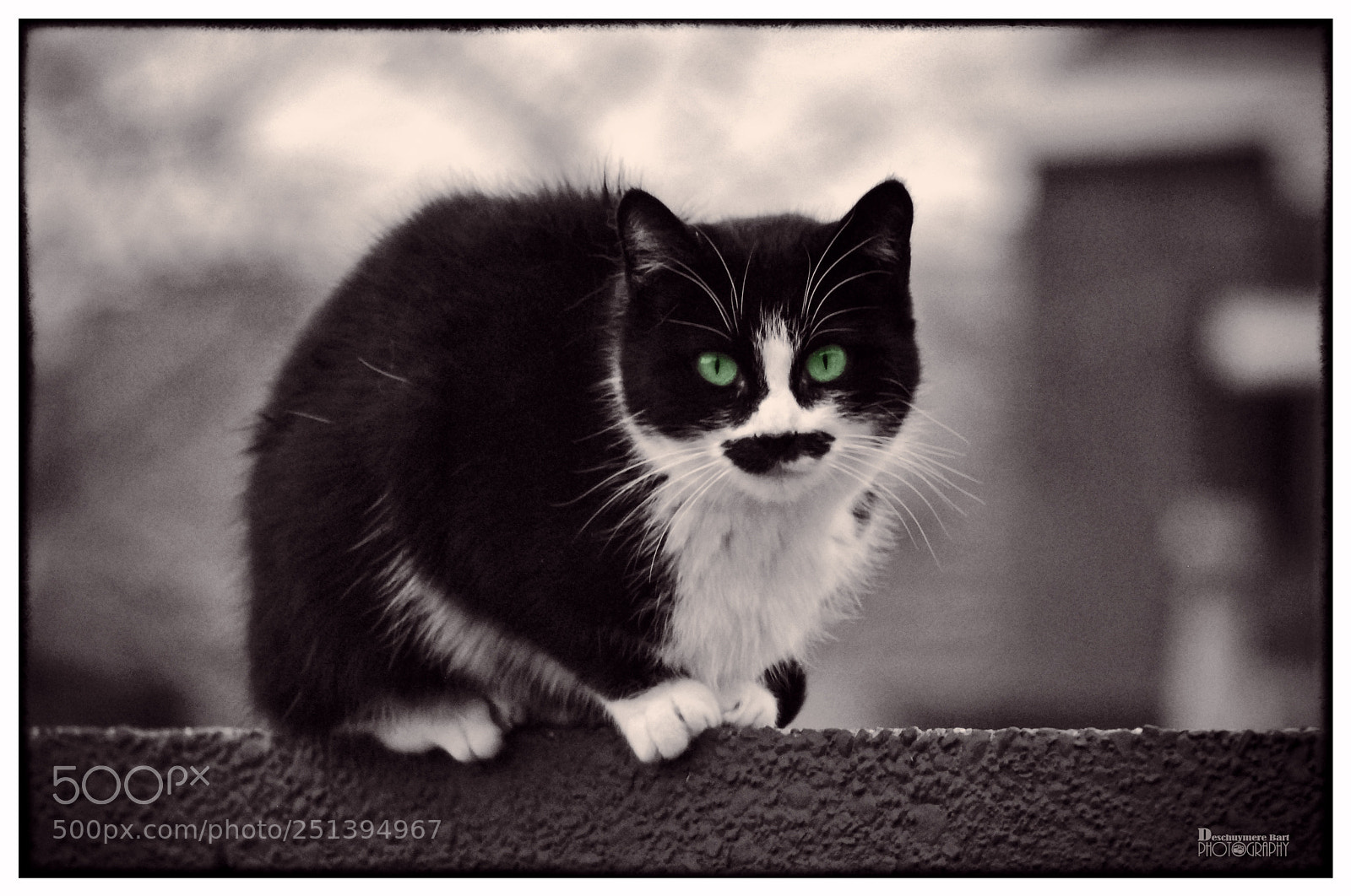 Nikon D60 sample photo. Cat molly photography