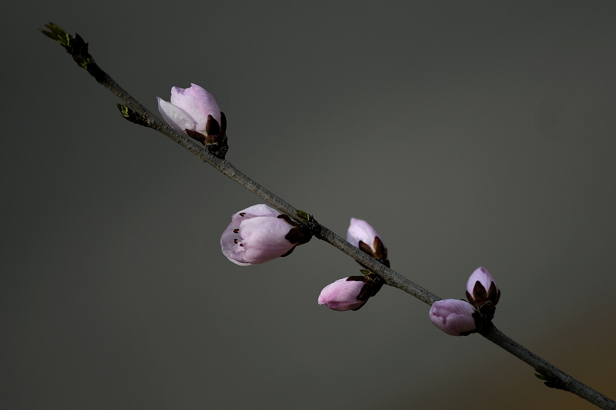 Nikon AF-S Micro-Nikkor 105mm F2.8G IF-ED VR sample photo. Budding spring photography