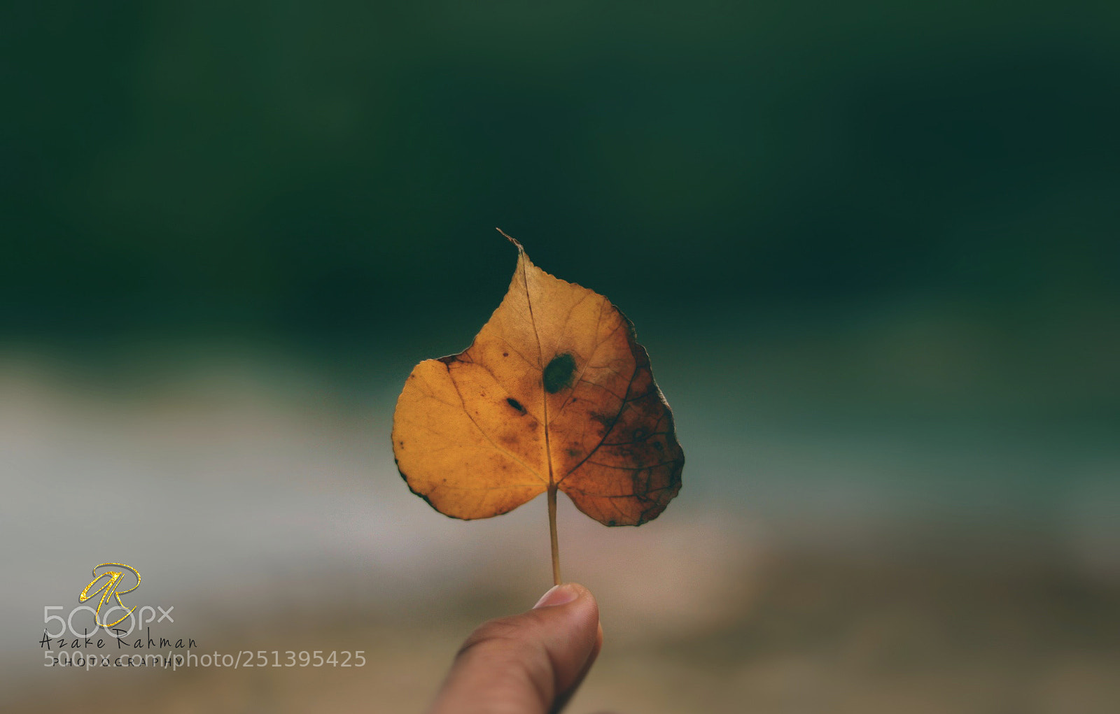 Canon EOS 760D (EOS Rebel T6s / EOS 8000D) sample photo. A dead leaf photography