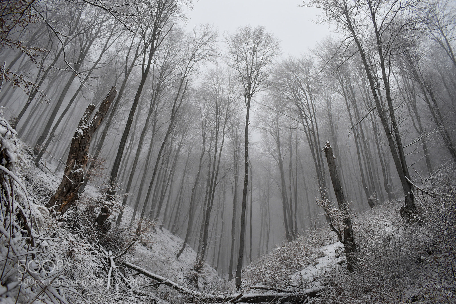 Nikon D5600 sample photo. Foggy forest (nikon d5600) photography