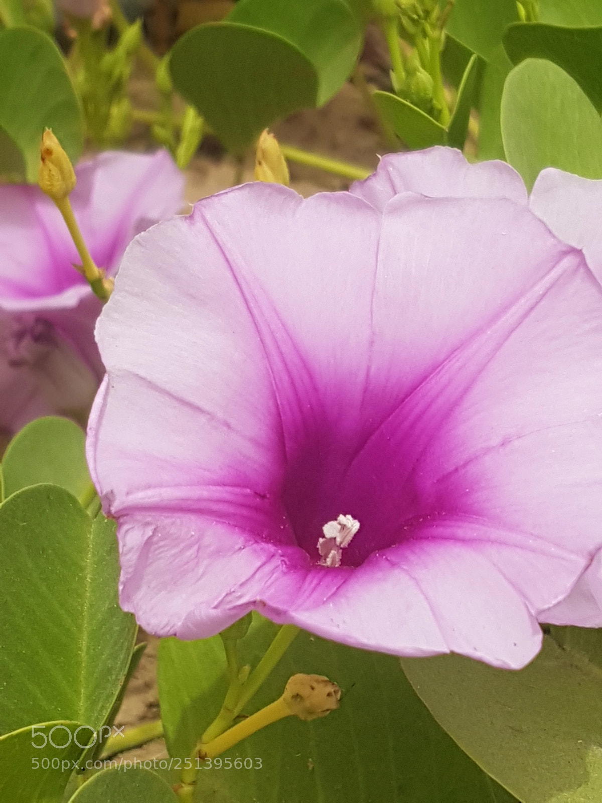 Samsung Galaxy S7 Edge sample photo. Untitled photography