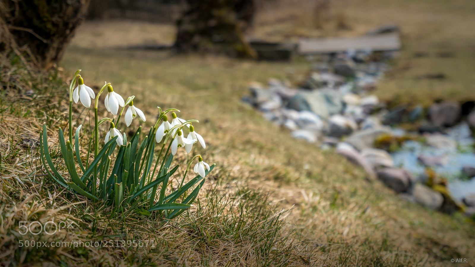 Sony a7R II sample photo. Snowdrops photography
