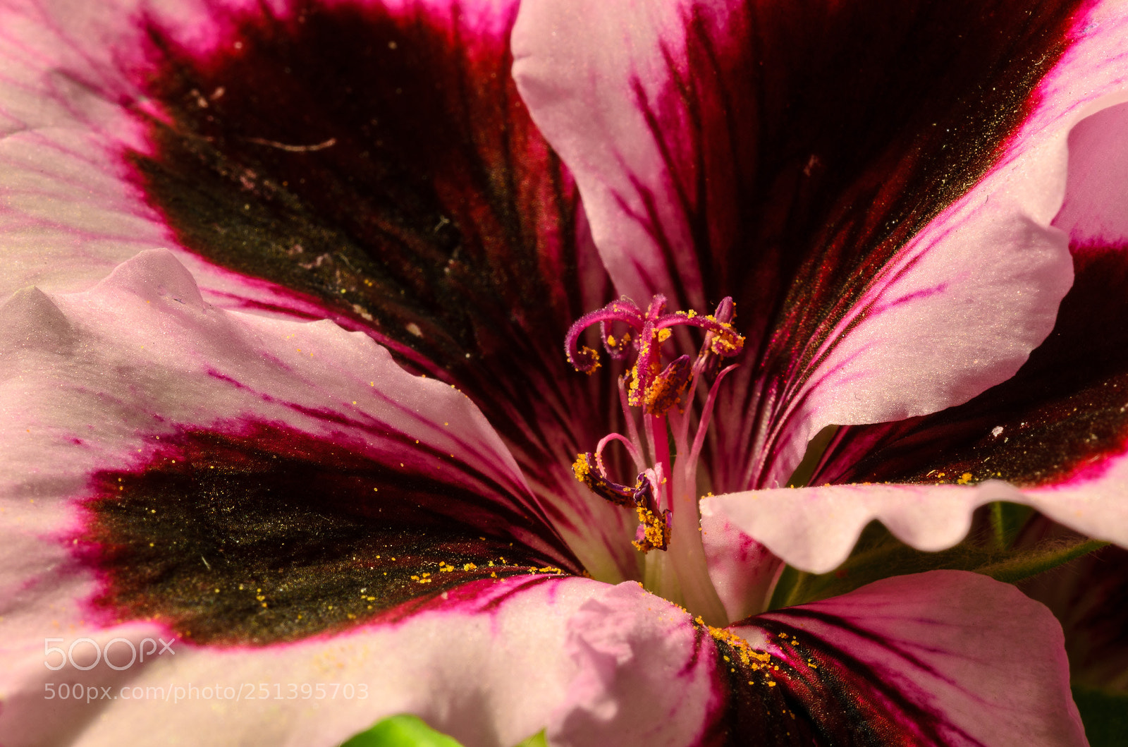 Nikon D7000 sample photo. Geranium photography