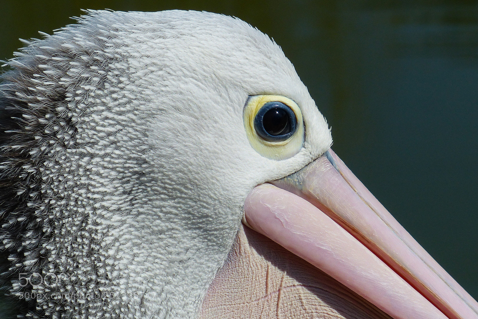 Panasonic Lumix DMC-FZ200 sample photo. Pelecanus conspicillatus p lican photography