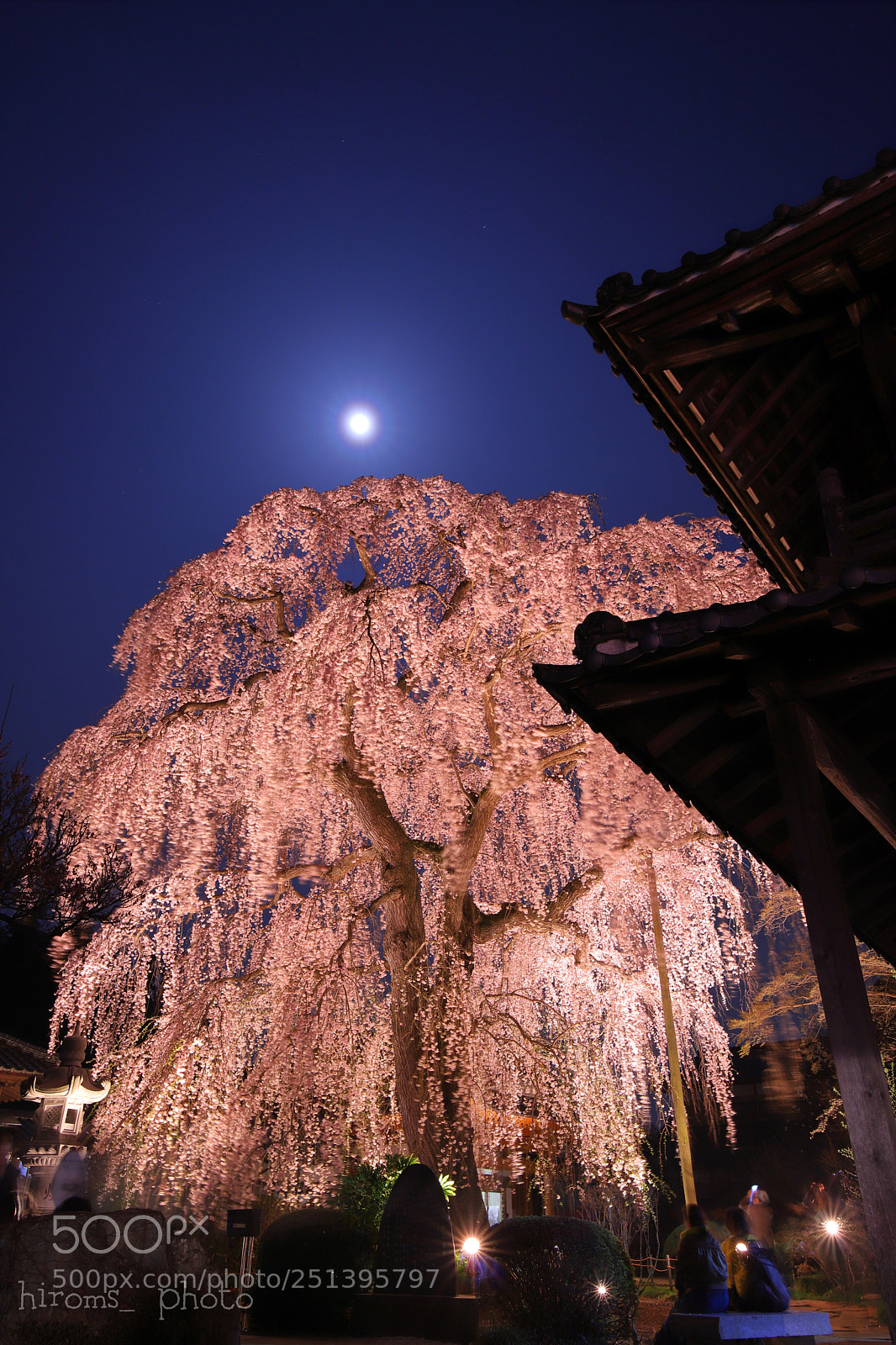 Canon EOS 6D Mark II sample photo. Cherry blossoms at night photography