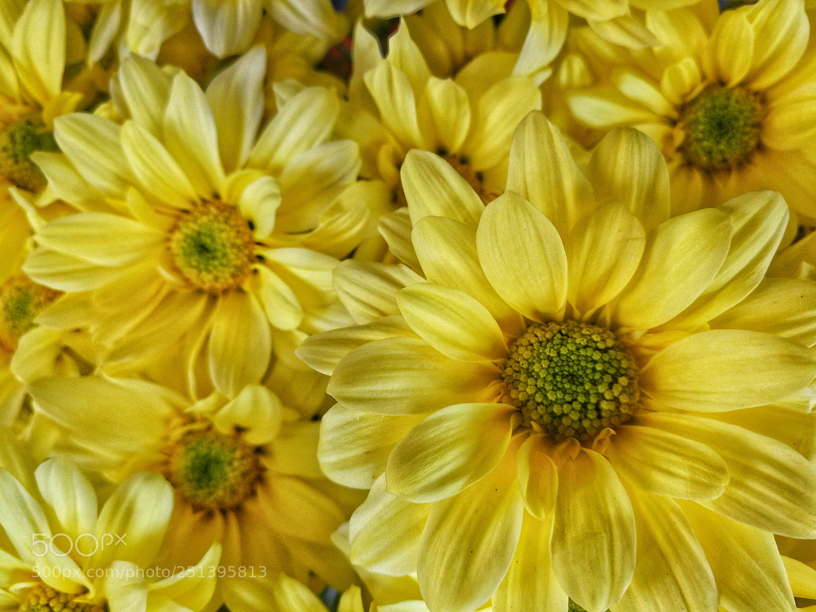HUAWEI Mate 9 sample photo. Yellow style photography