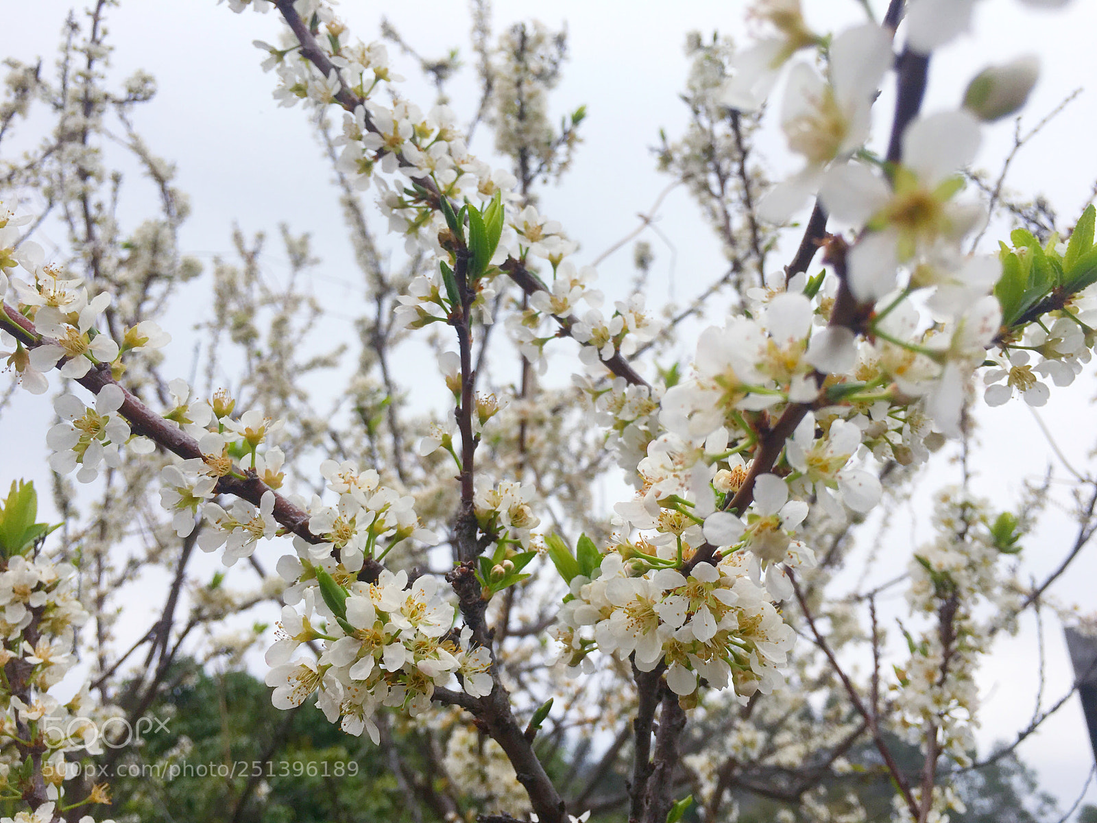 Apple iPhone 6s sample photo. Untitled photography