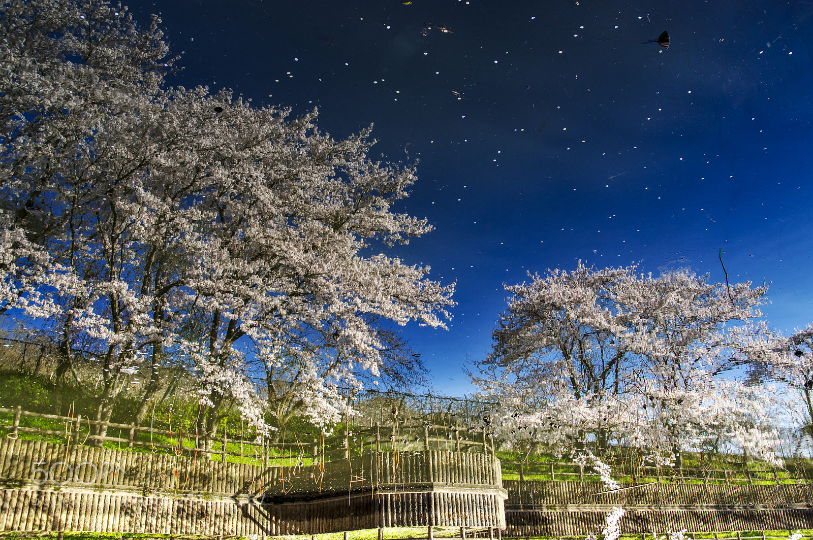 Pentax K-3 II sample photo. Cherry blossoms on the photography
