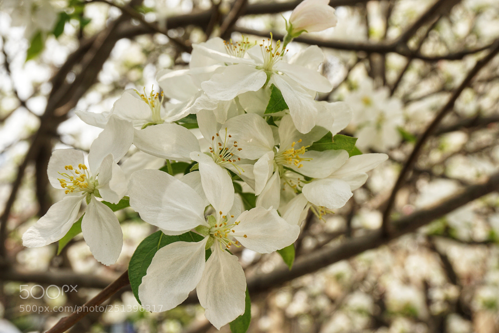 Sony a6000 sample photo. 海棠 photography