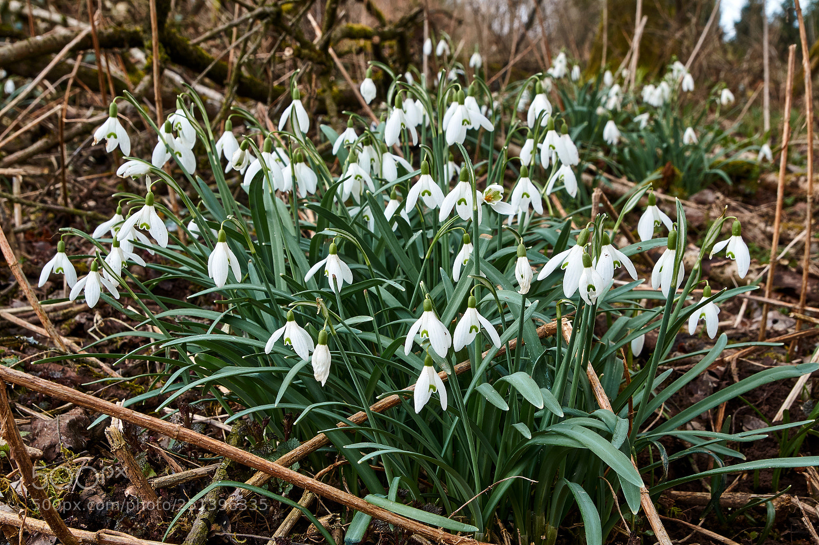 Sony SLT-A58 sample photo. Snowdrop spring flowers. delicate photography