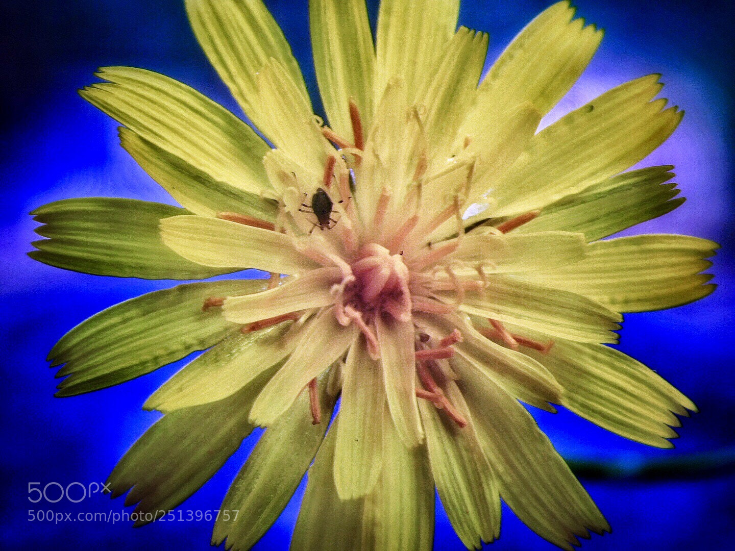 Nikon Coolpix B500 sample photo. Bug on wildflower photography