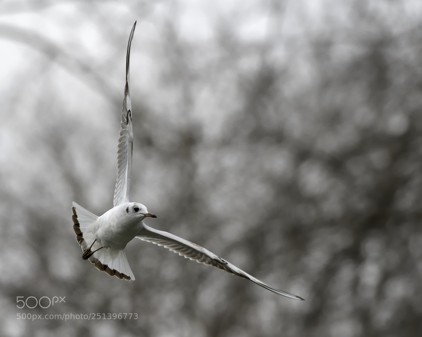 Nikon AF-S Nikkor 200-500mm F5.6E ED VR sample photo. Seagull photography