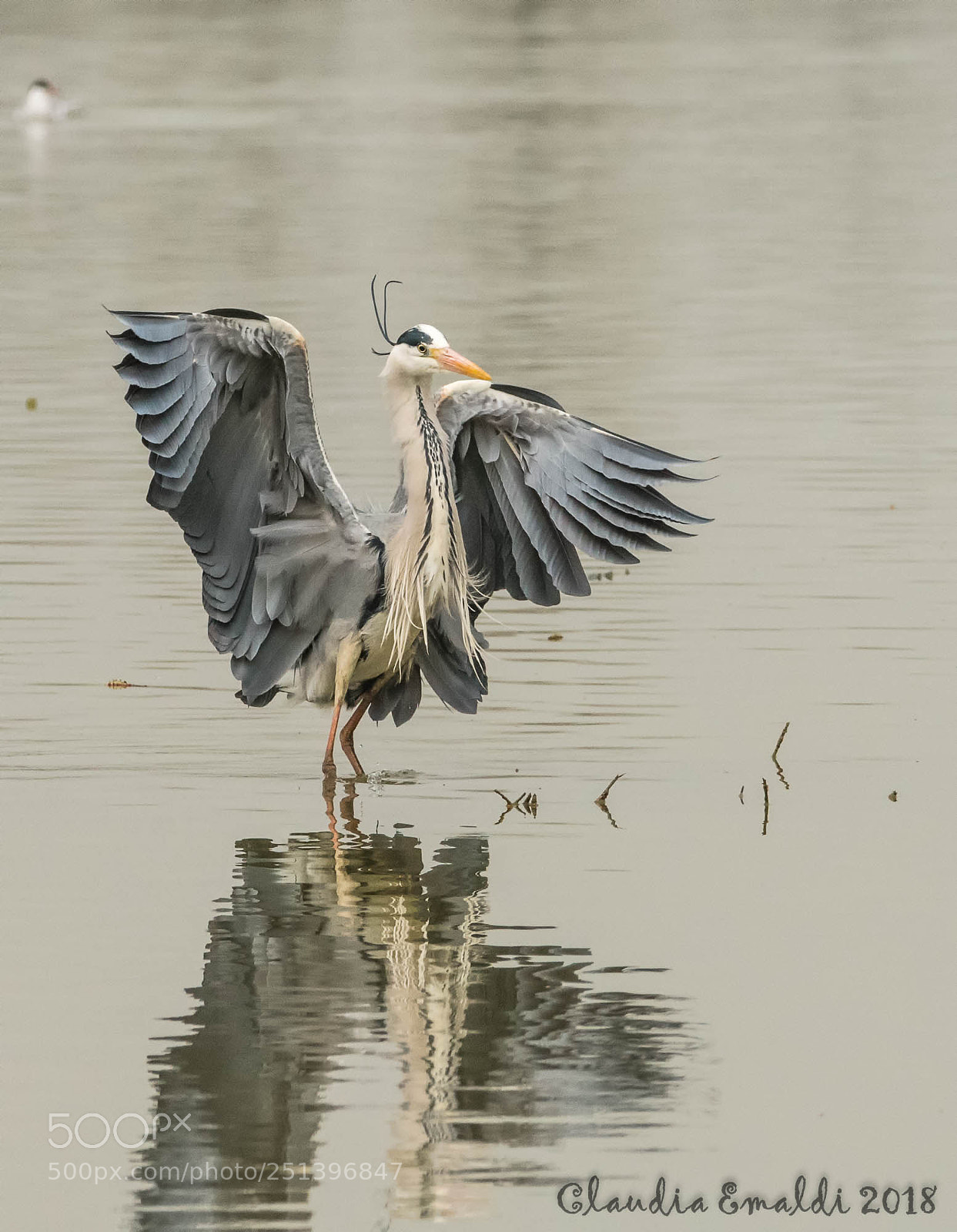 Nikon D500 sample photo. Airone grigio photography