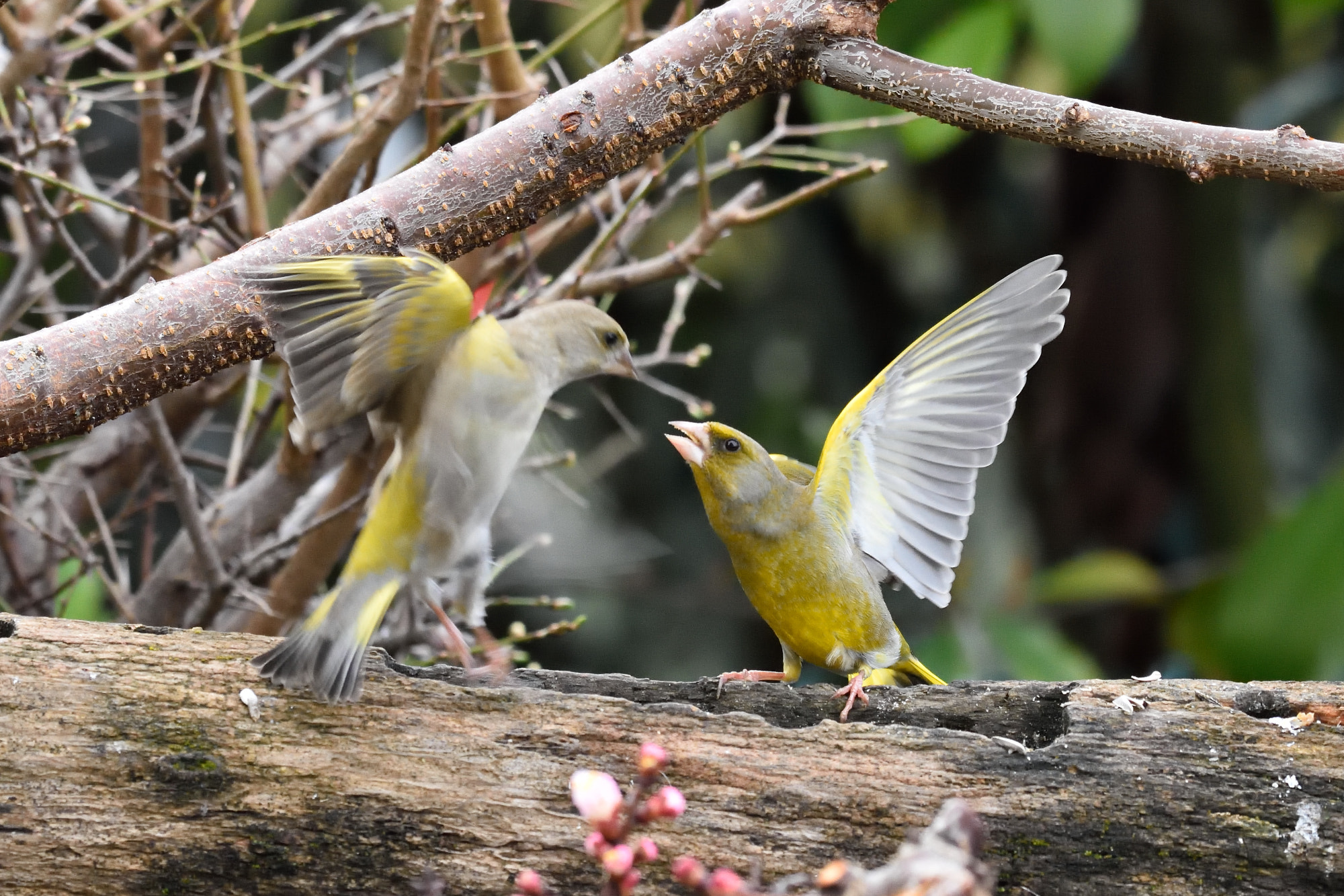 Nikon AF-S Nikkor 200-500mm F5.6E ED VR sample photo
