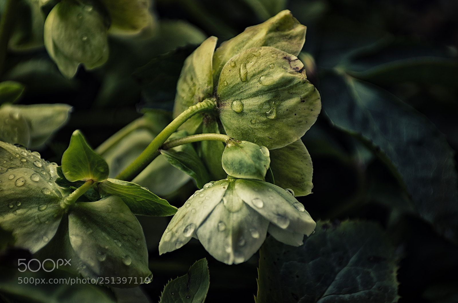 Pentax K-5 sample photo. Helleborus photography