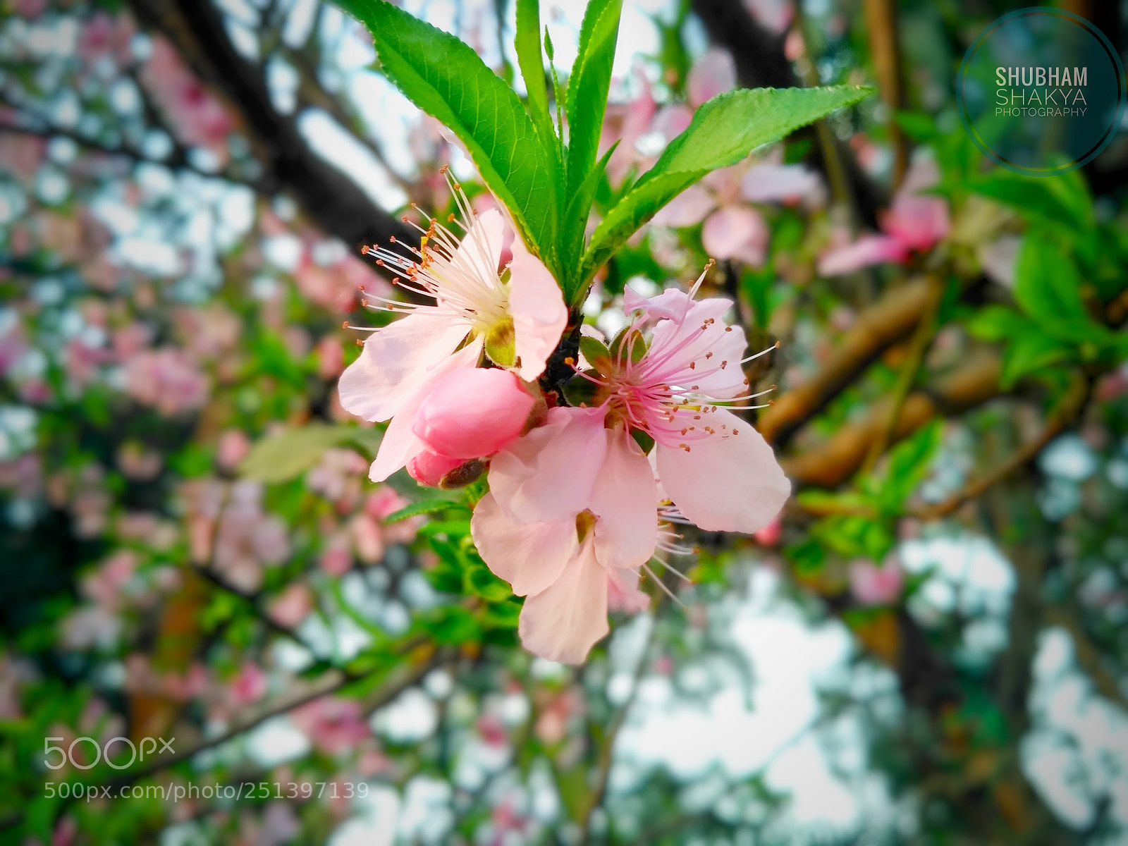 Xiaomi Redmi 3S sample photo. Untitled photography