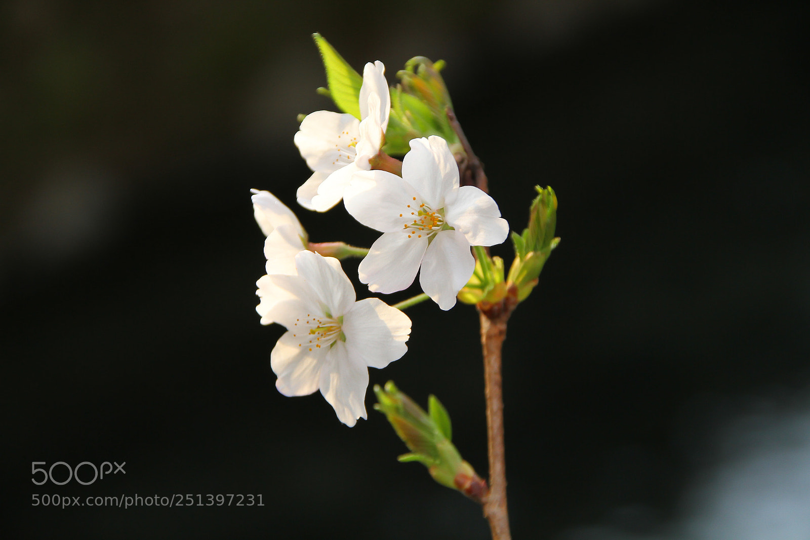 Canon EOS 7D sample photo. Sakura photography