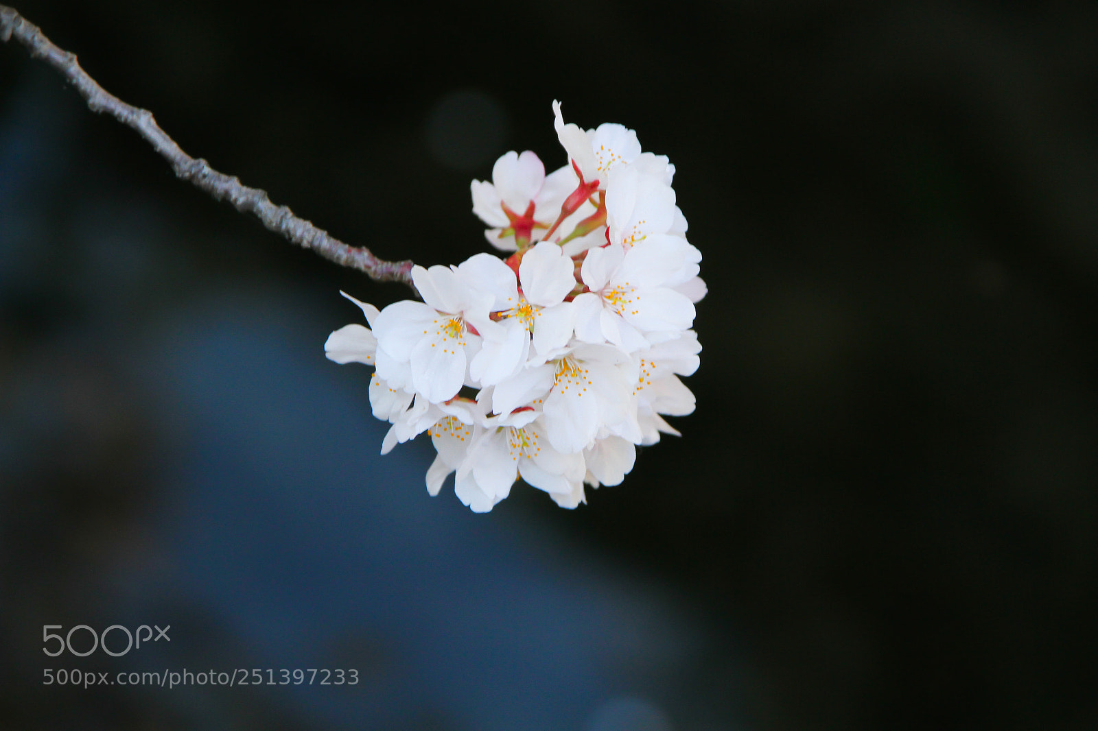 Canon EOS 7D sample photo. Sakura photography