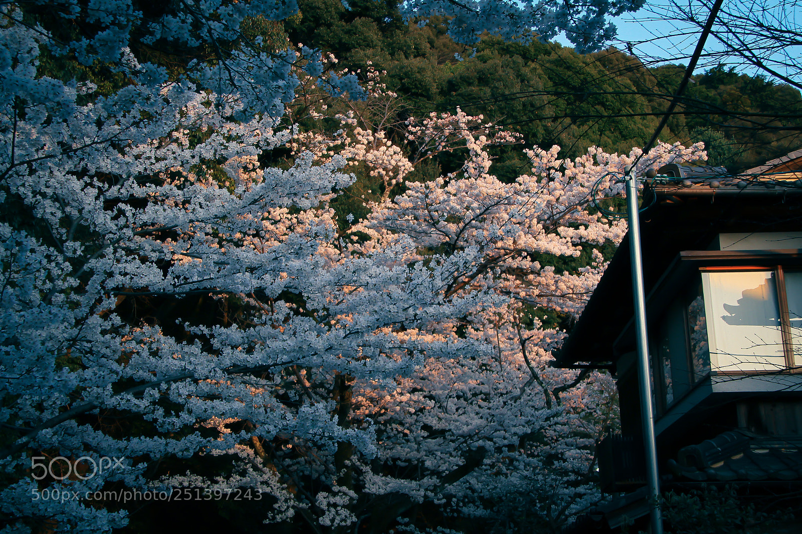 Canon EOS 7D sample photo. Sakura photography