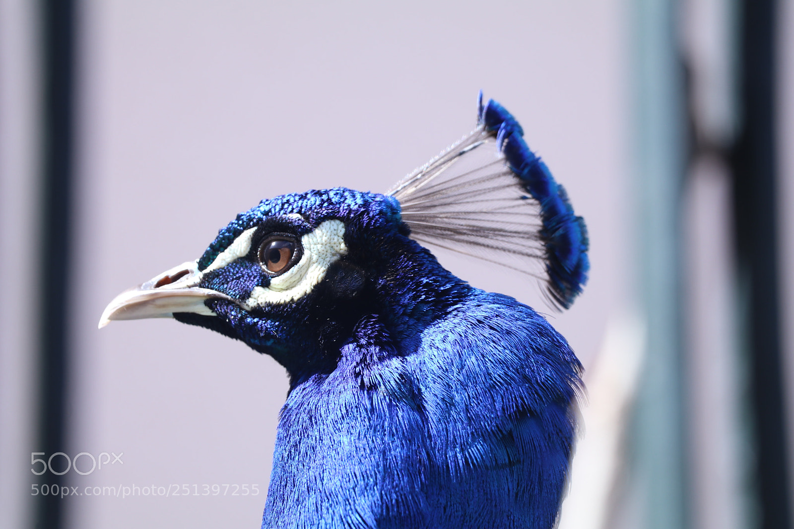 Canon EOS 80D sample photo. Peacock in porto photography
