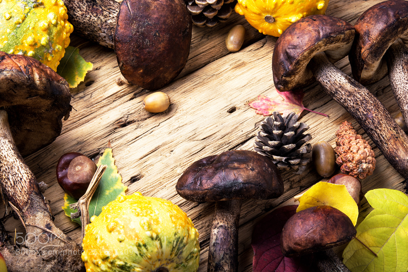 Nikon D7100 sample photo. Harvest of forest mushrooms photography