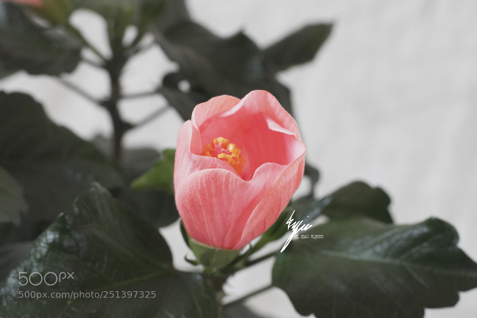 Canon EOS 750D (EOS Rebel T6i / EOS Kiss X8i) sample photo. Say hallo spring photography
