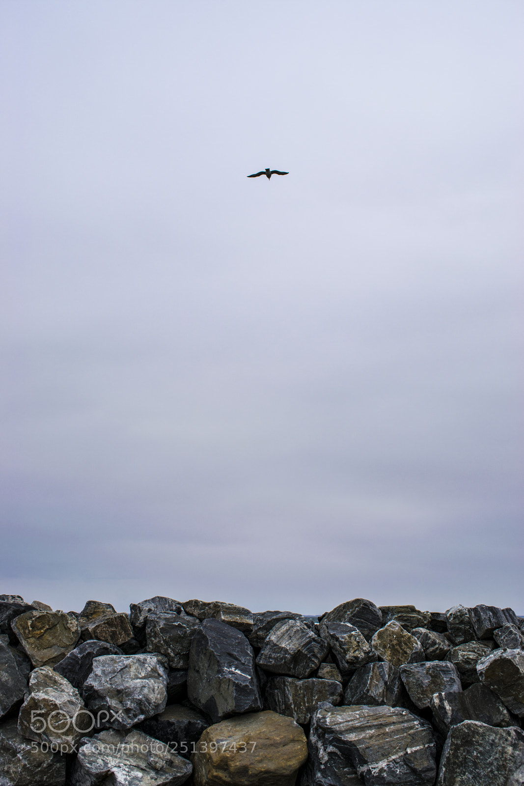 Nikon D3300 sample photo. Seagull to boulder sky photography