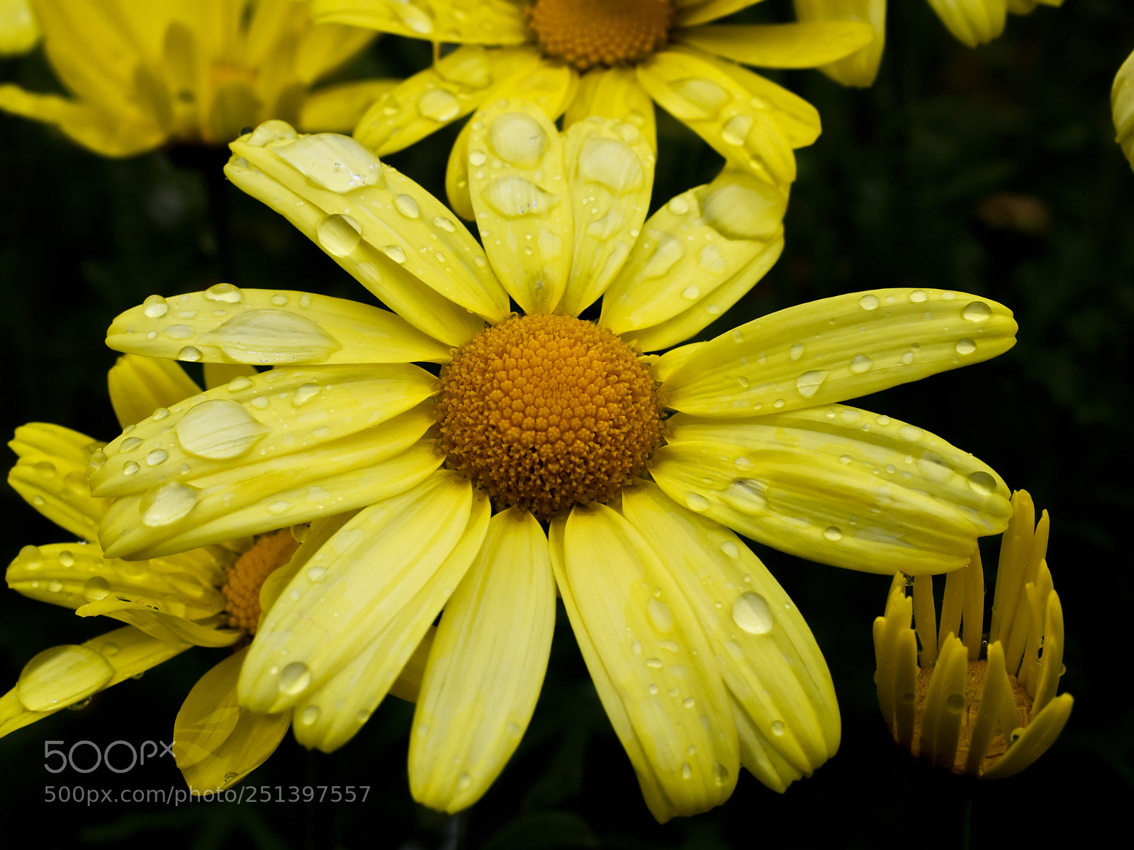 Olympus E-3 sample photo. Yellow photography