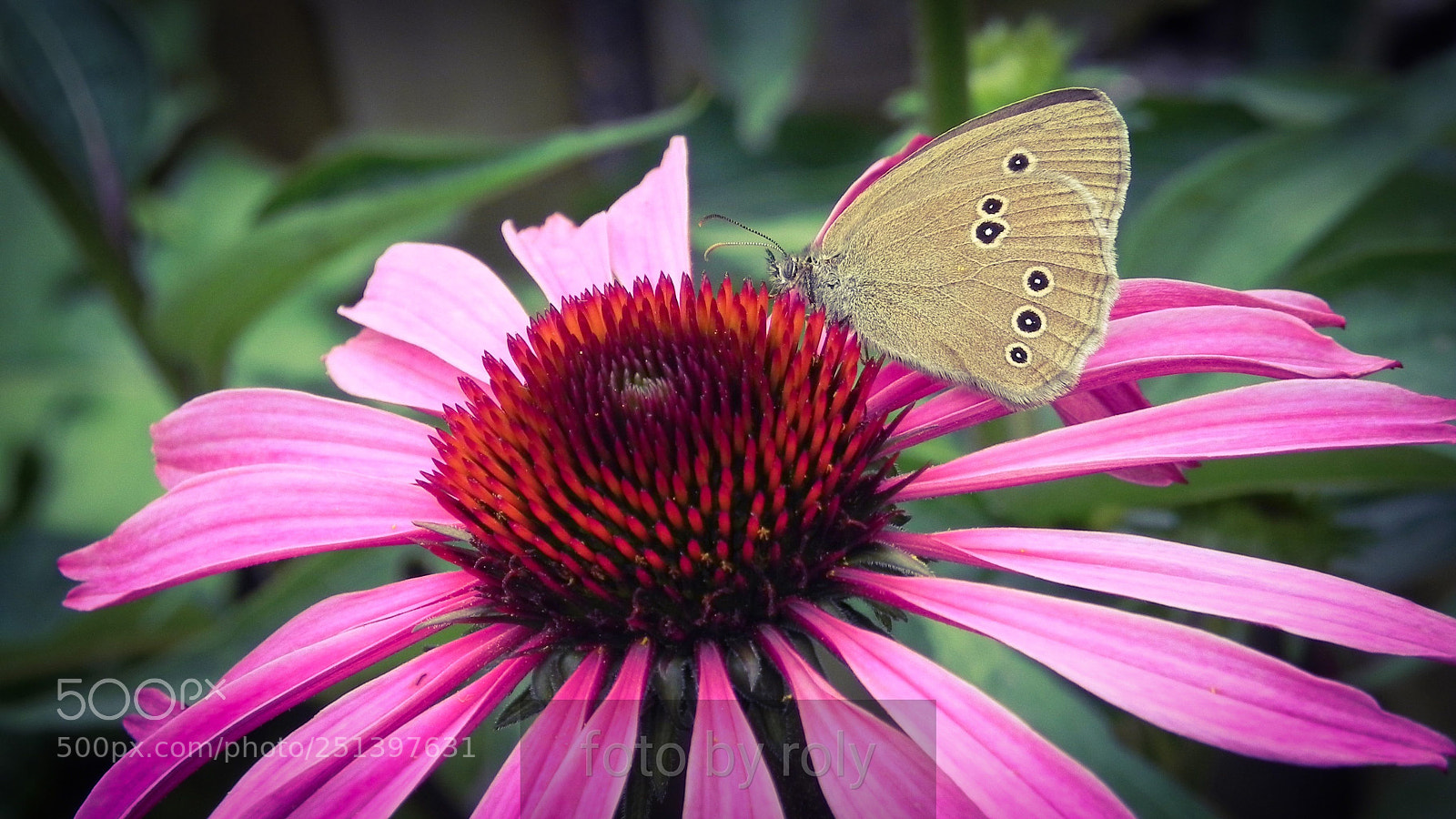 Nikon Coolpix P100 sample photo. Butterfly and flower photography