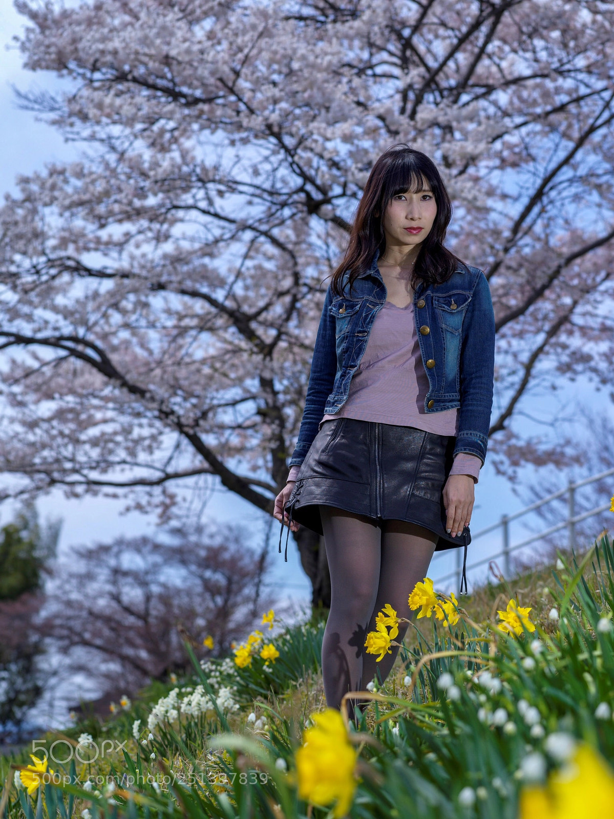 Hasselblad X1D-50c sample photo. Cherry blossoms begin to photography