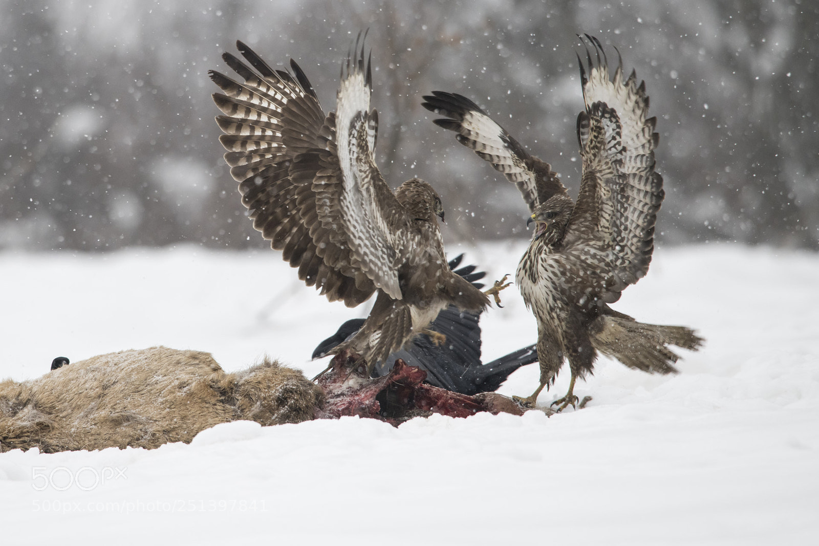 Nikon D850 sample photo. Buzzard_1 photography