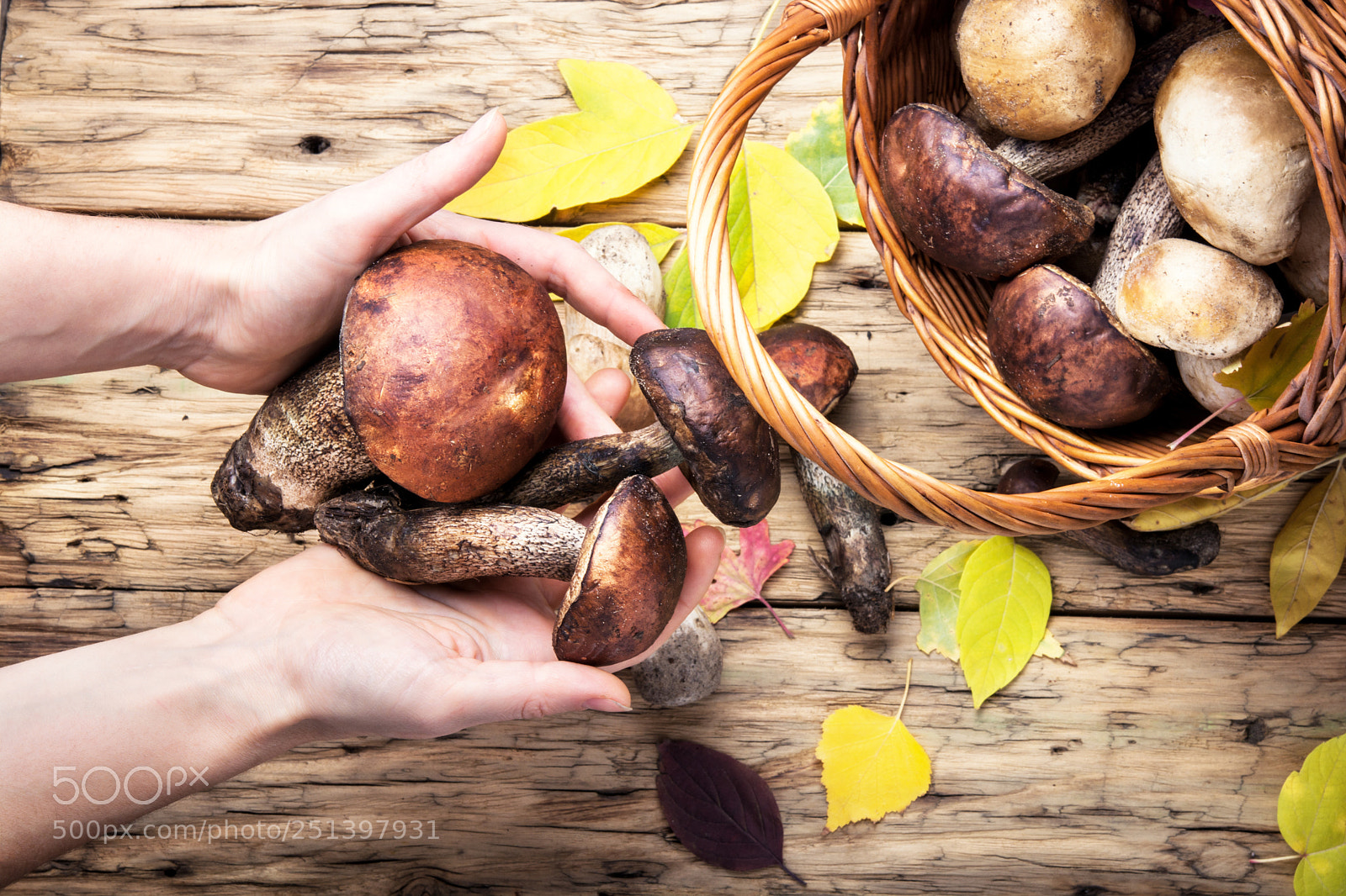 Nikon D7100 sample photo. Harvest of forest mushrooms photography
