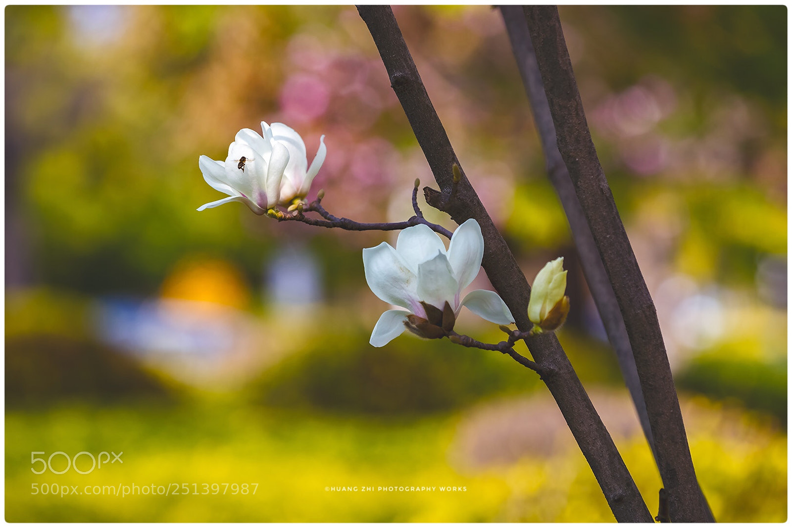 Canon EOS-1D X Mark II sample photo. Spring scenery photography
