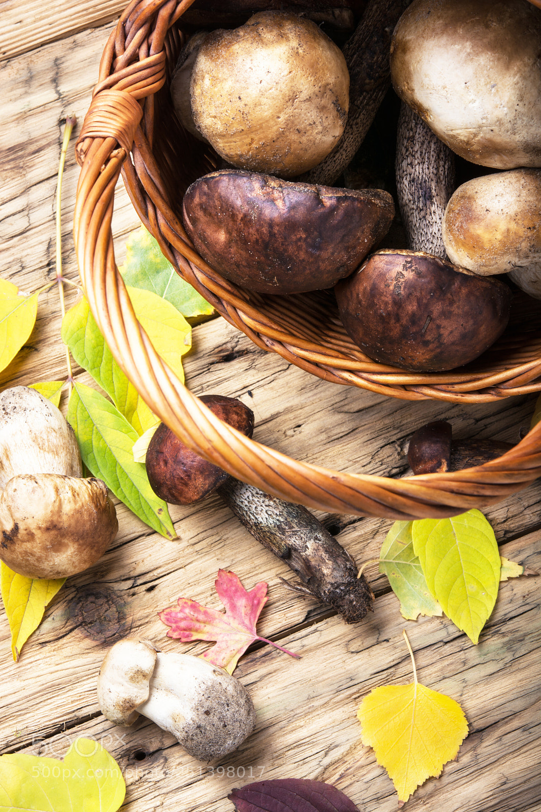 Nikon D7100 sample photo. Harvest of forest mushrooms photography
