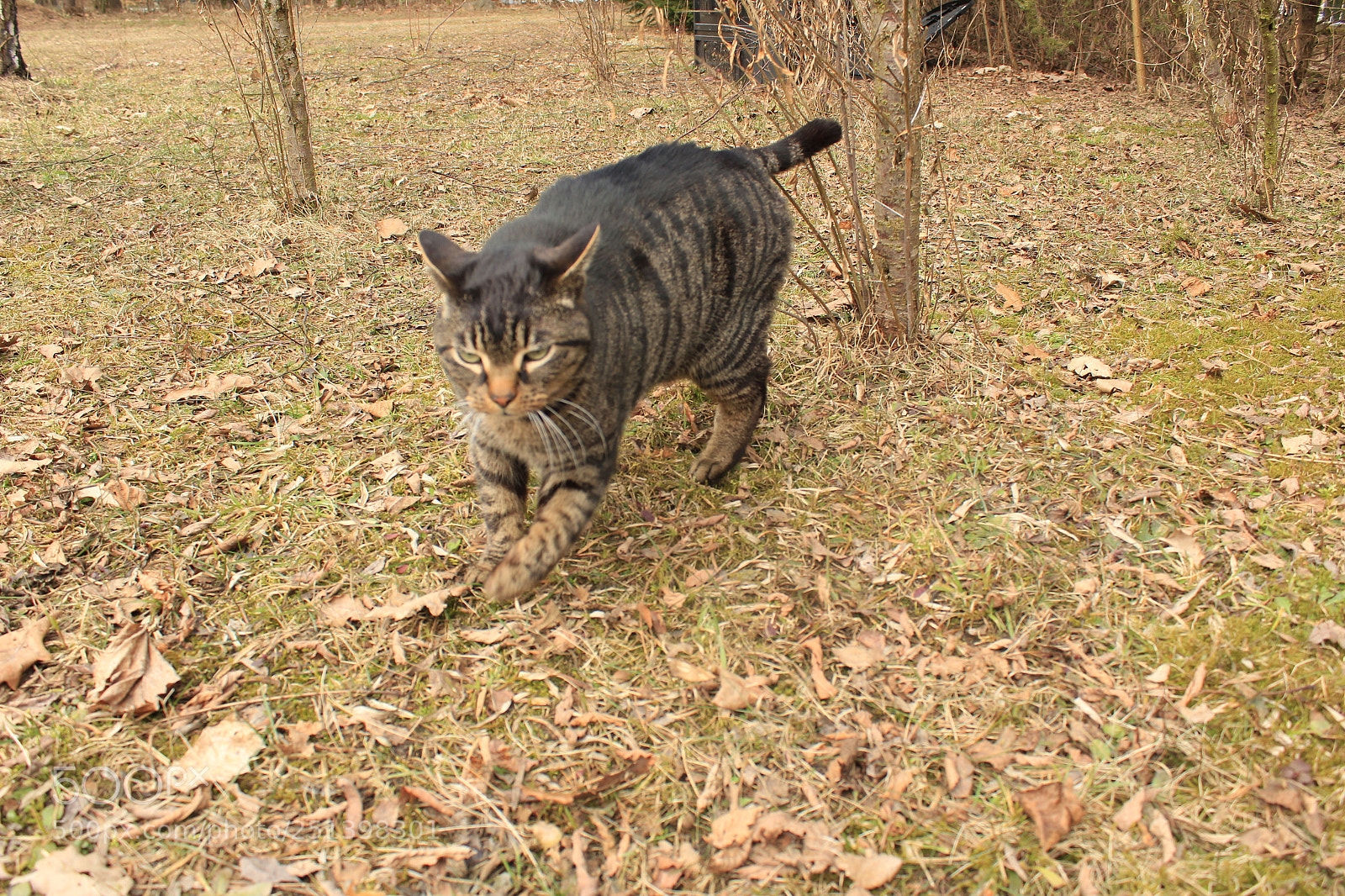 Canon EOS 1300D (EOS Rebel T6 / EOS Kiss X80) sample photo. Tiger photography