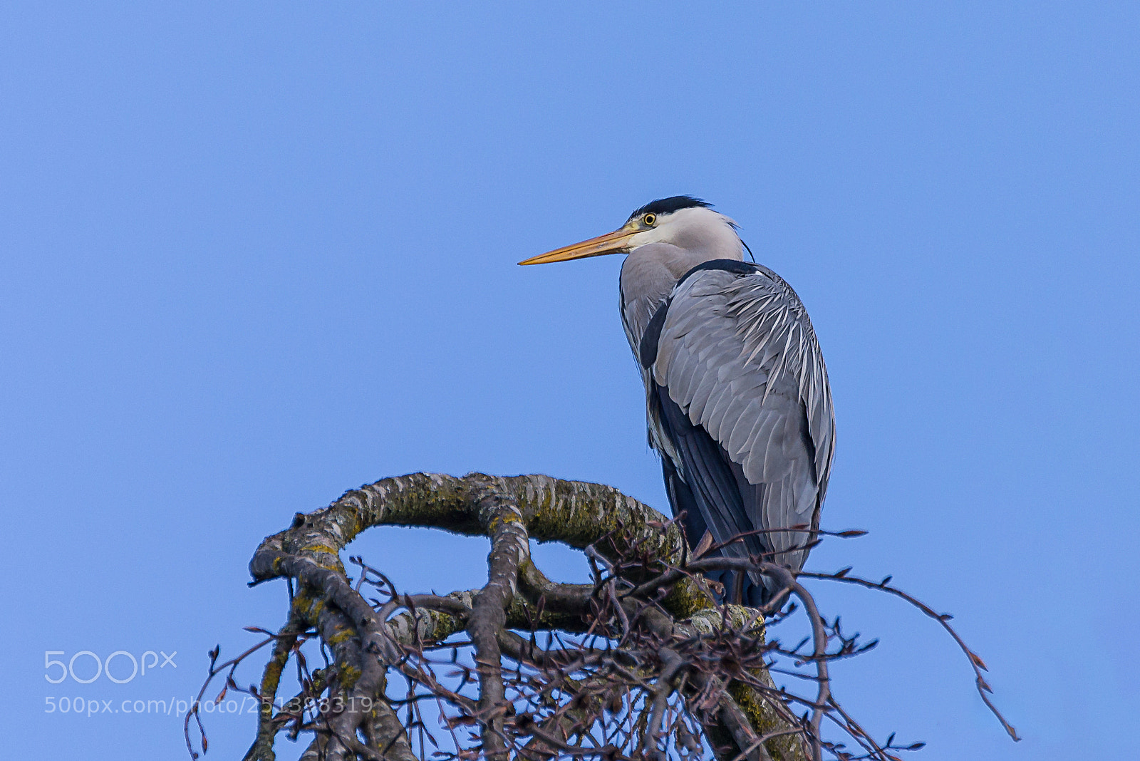 Nikon D610 sample photo. Bird photography