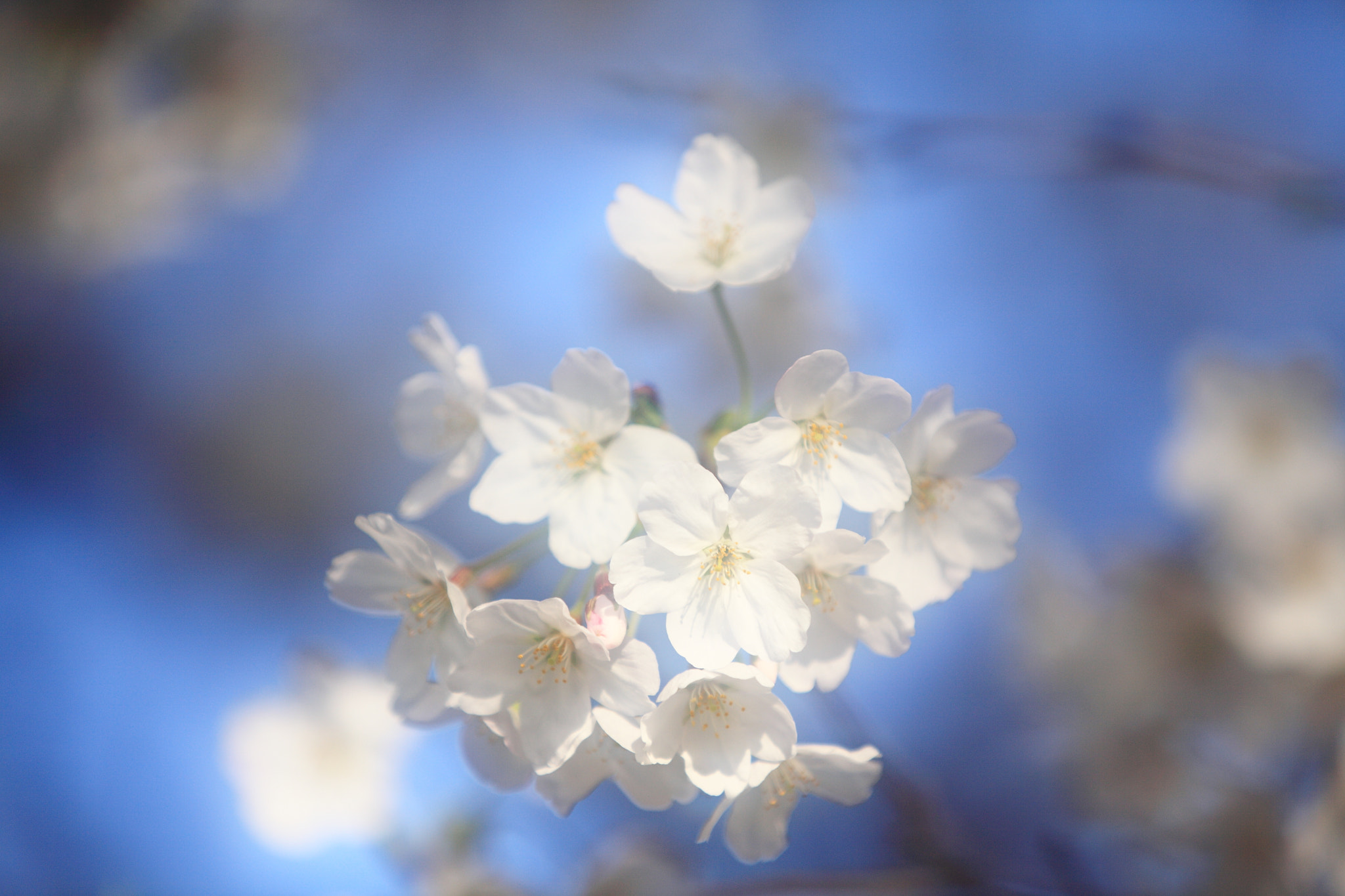 Canon EF 70-200mm F2.8L IS II USM sample photo. 0328 photography