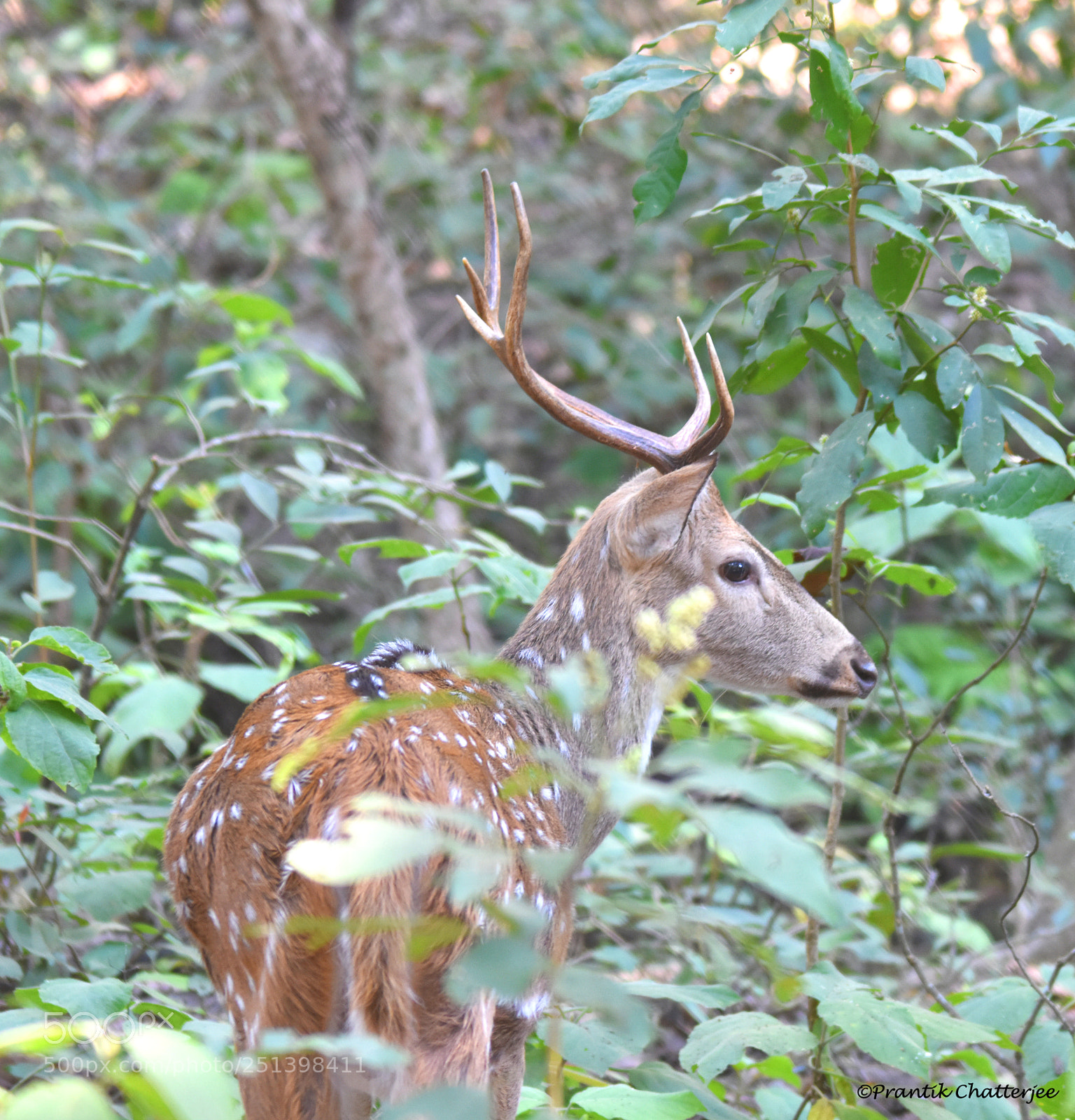 Nikon D7200 sample photo. The handsome hunk from photography
