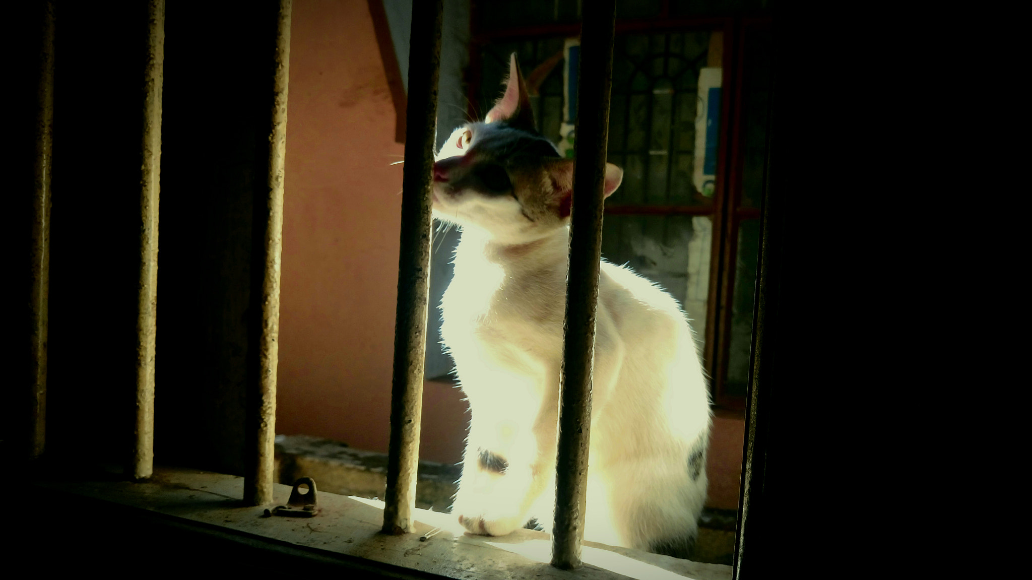 Sony Xperia M5 Dual sample photo. Behind the bars 😀 :) photography