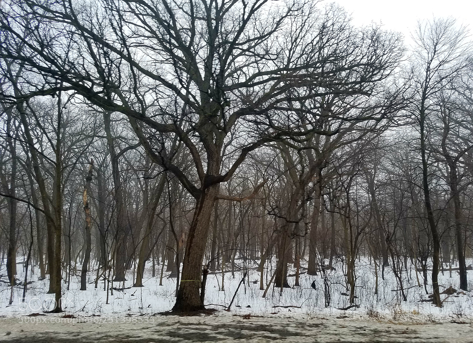 Samsung Galaxy S7 sample photo. The cold forest photography