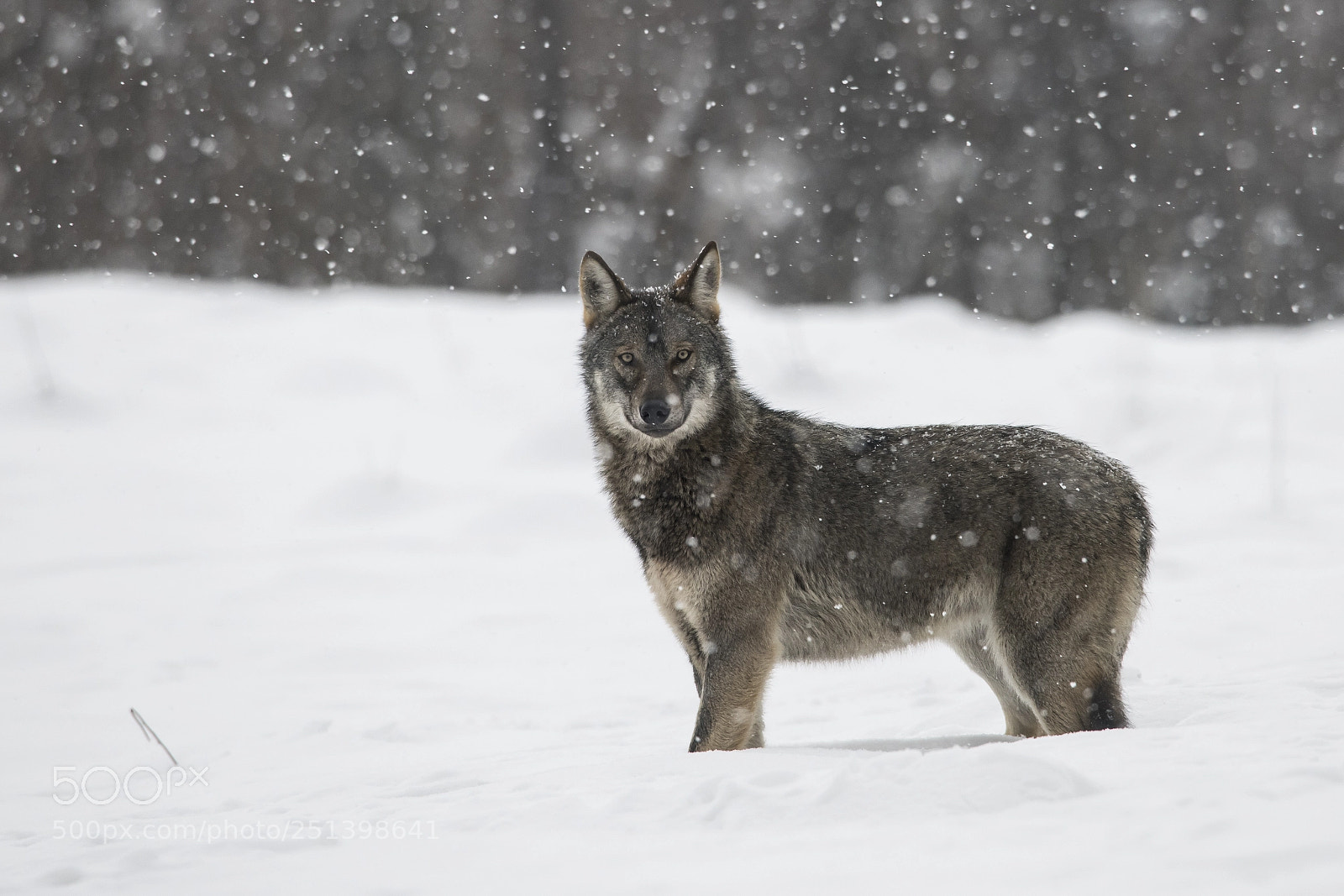 Nikon D850 sample photo. Wolf_1 photography