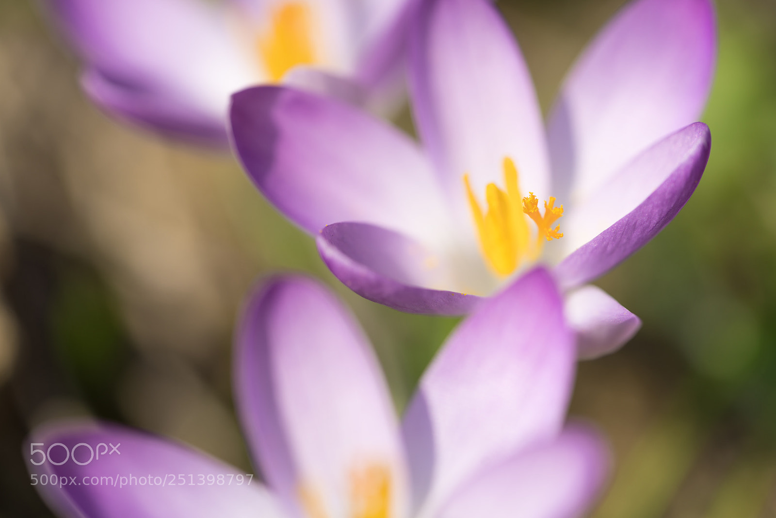 Sony a7R II sample photo. Happy easter photography
