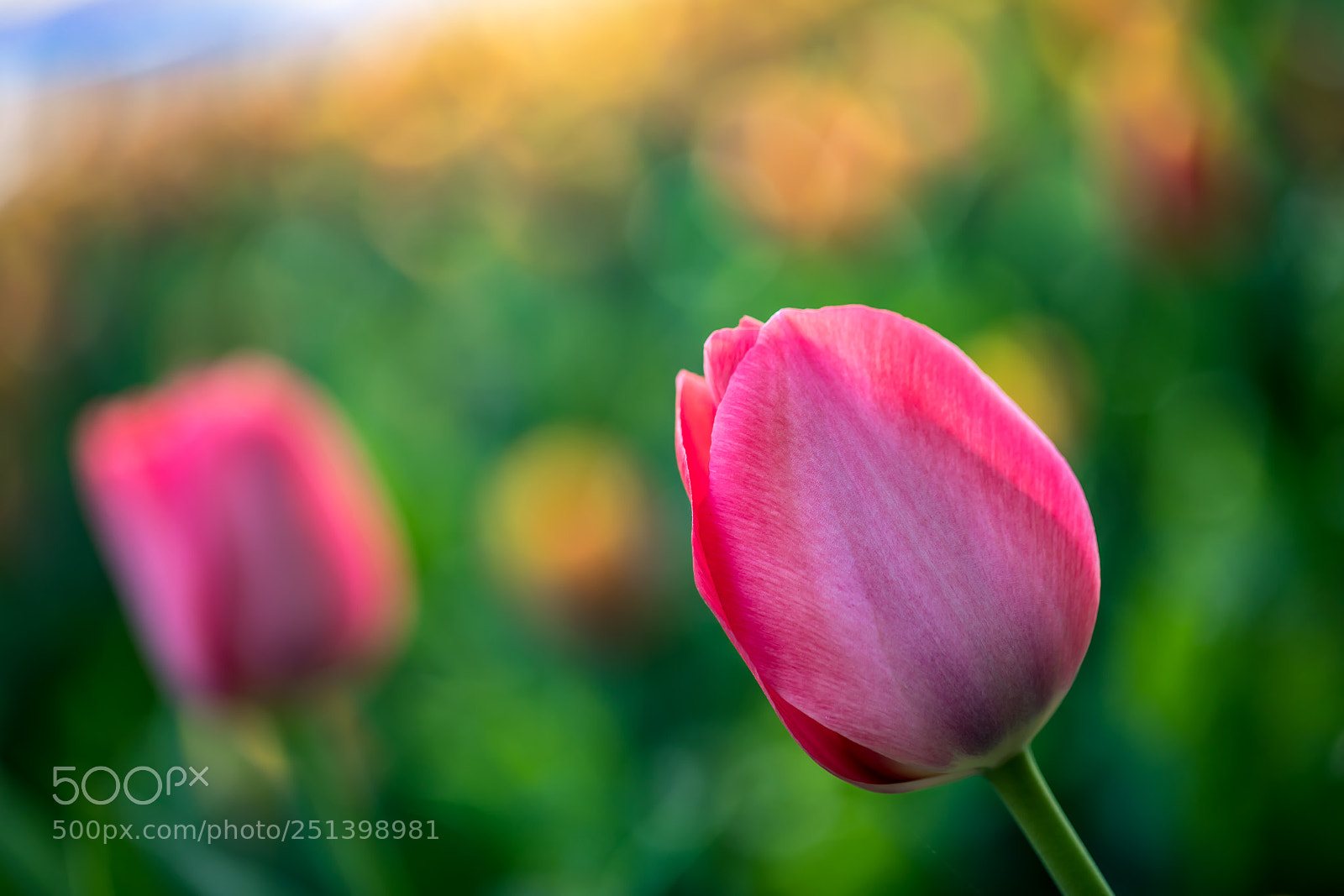 Canon EOS 5D Mark IV sample photo. Spring photography