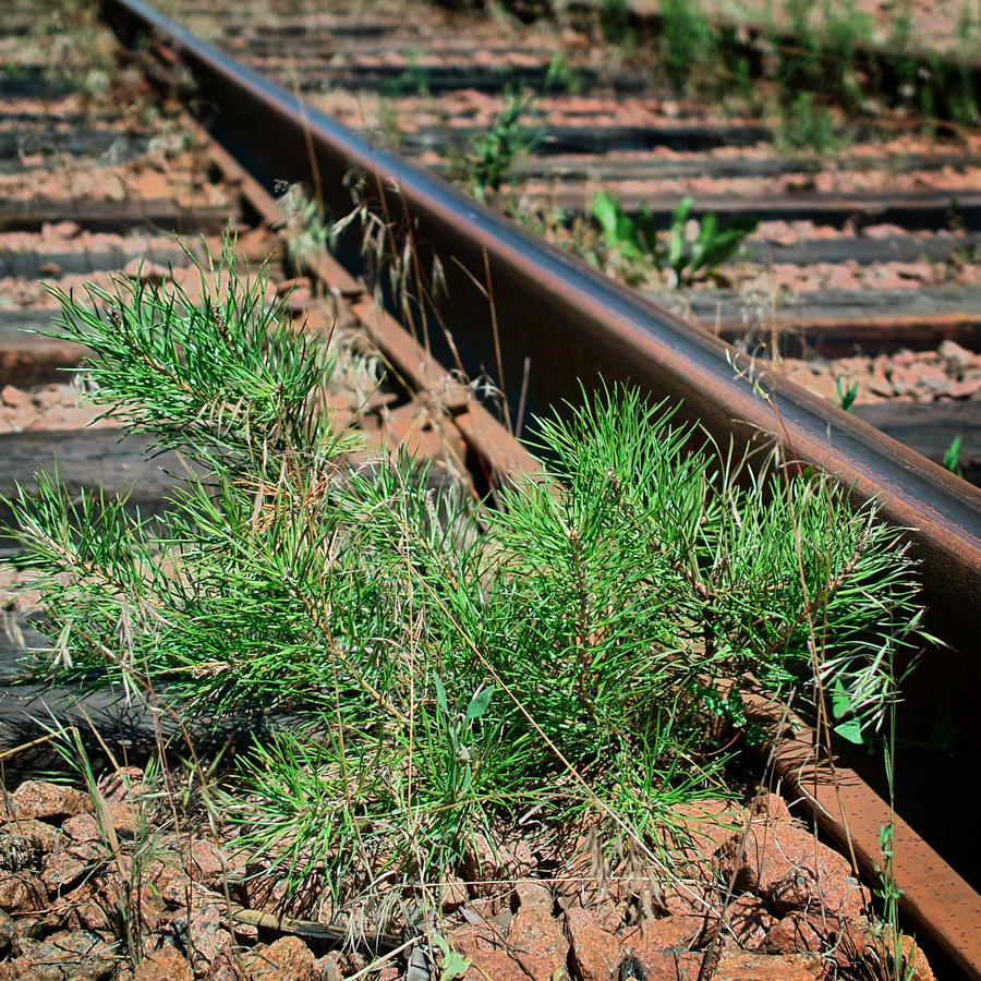 Sigma DP2 sample photo. Plant & iron. photography