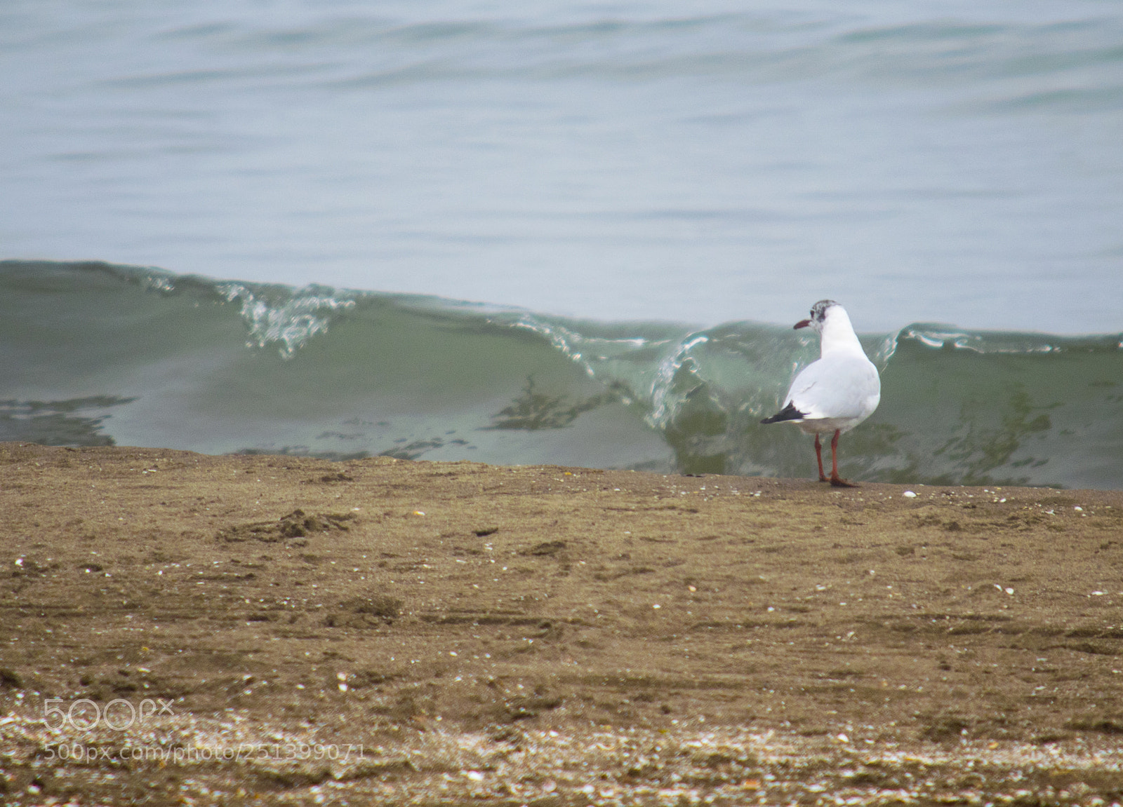 Nikon D3300 sample photo. Seagull photography